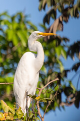 Common egret (Ardea alba) in the northern Pantanal in Mato Grosso, Brazil