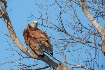 Black-collared hawk (Busarellus nigricollis) sitting in a tree in the northern Pantanal in Mato Grosso, Brazil