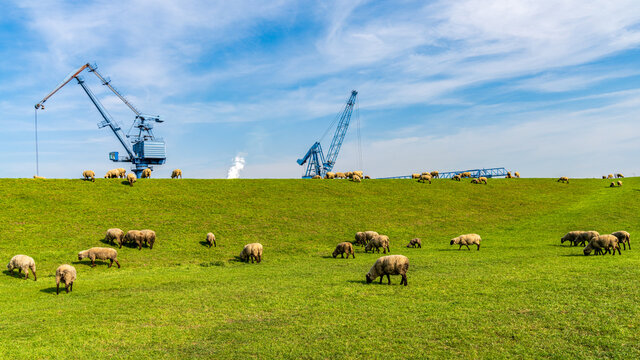 Sheep grazing on the dyke to the harbour in Orsoy, North Rhine-Westphalia, Germany