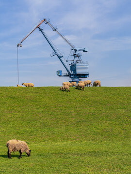 Sheep grazing on the dyke to the harbour in Orsoy, North Rhine-Westphalia, Germany