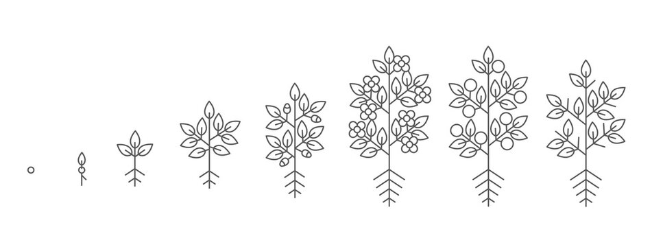 Plant growth stages. Growing period steps. Harvest animation progression. Fertilization phase. Cycle of life. Black line contour outline. Vector icon set.