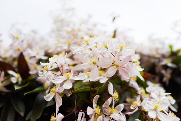 クレマチス・アーマンディー