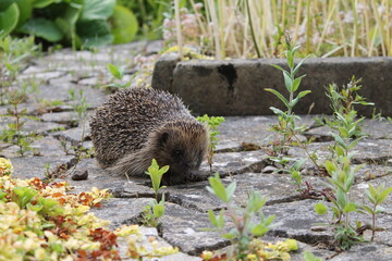 El jardín del erizo.