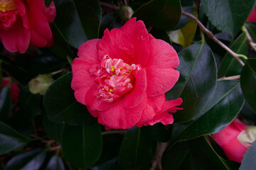 Beautiful pink camellia flower against rich dark green foliage with copy space
