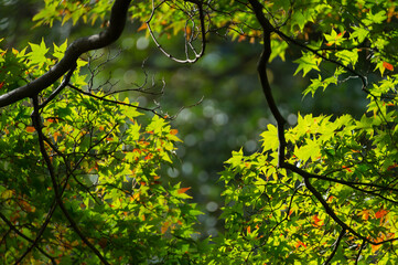 Fototapeta premium Soft new green leafs of Japanese maple in sunshine day.