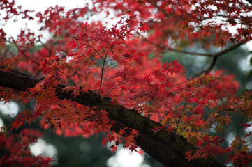 Autumn leafs of Japanese maple in sunshine day.