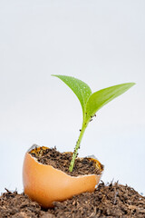 Plante sortant d'une coquille d'œuf