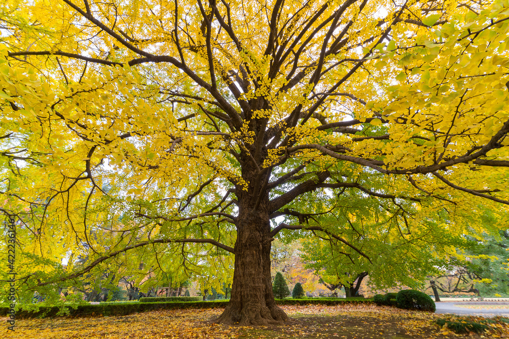 Poster close-up of gingko tree in autumn
