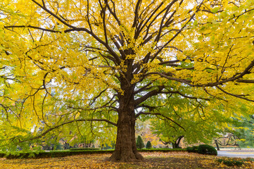 Fototapeta na wymiar close-up of gingko tree in autumn