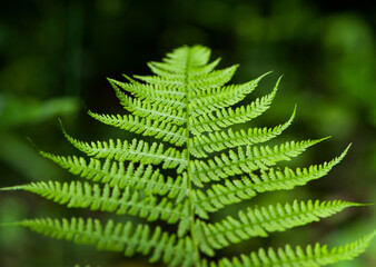 green fern leaves in the forest for background. Natural green fern leaves texture in the forest close up on a blurred background. foliage natural floral background of fern in sunlight. close-up
