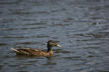 Female dabbling mallard duck anas platyrhynchos, with beautiful brown plumage swimming in pond in park area. duck in a pond. beautiful duck swims in the water of a forest lake. wild bird in nature.
