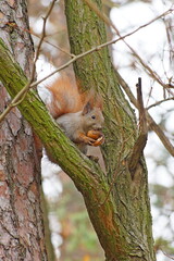 Squirrel