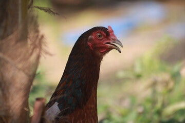 Chicken headshot close up image head