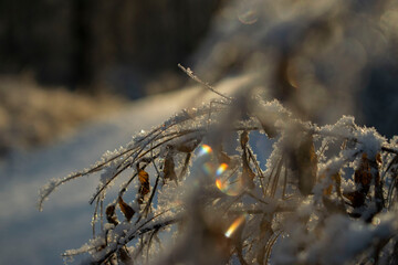 A winter view