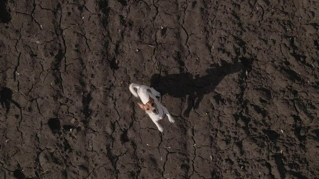 Barking dog running and jumping to cath camera. Drone view