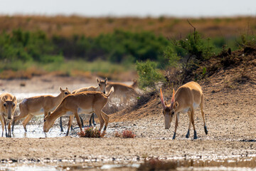 Herd Saiga antelopes or Saiga tatarica at water place in steppe