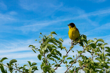 Black headed bunting singing, perched in a bush, against blue sky