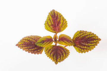 Close-up of Coleus leaves on white background.