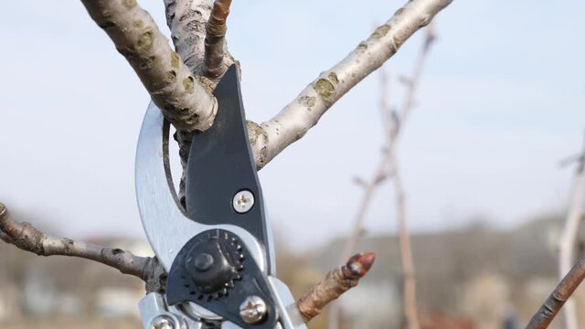 Garden care. Pruning of fruit trees. The profession of a gardener.