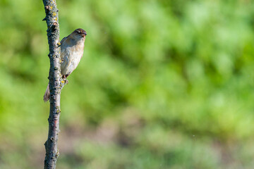 Warbler or Acrocephalus bird on a dry branch