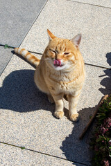 Gato naranja lami&eacute;ndose