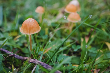 Close-up shot of small wild mushrooms in green grass.