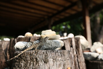 Small lizards are standing in the natural light.