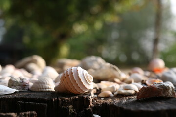 The shells are beautifully placed on the wood, the backdrop is bright.
