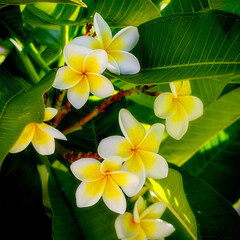 frangipani flowers in the garden