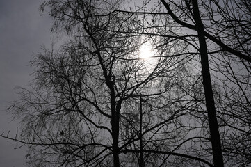 Silhouette of trees in winter forest against the sun. Moody monochrome.