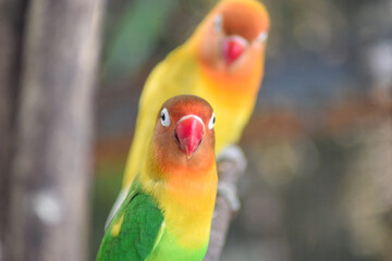 Two lovebirds on branch of tree. yellow and green color. little bird in the nature