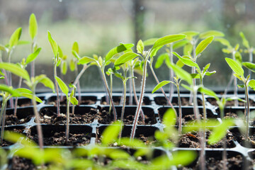 Tomato seedlings growing in a plastic multitray on a sunny windowsill.