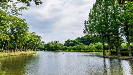 Fototapeta na wymiar 池と緑の明るい風景／上尾丸山公園（埼玉県上尾市）