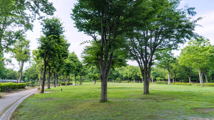 Fototapeta na wymiar 広場と森の明るい風景／上尾丸山公園（埼玉県上尾市）