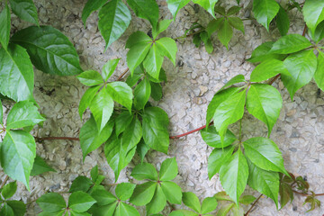 Curling plant on the wall. Background.