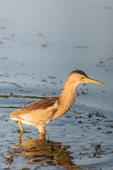 Eurasian Bittern or Botaurus stellaris hunting in water of pond or lake