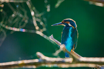 Common European Kingfisher or Alcedo atthis perched on a stick above the river and hunting for fish