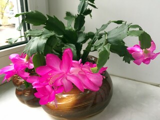 Цветущий малиновый декабрист в керамическом кашпо.