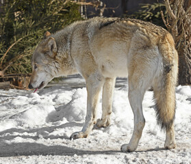 Fototapeta premium Eurasian wolf (Canis lupus lupus) eats snow in early spring