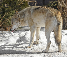Eurasian wolf (Canis lupus lupus) eats snow in early spring