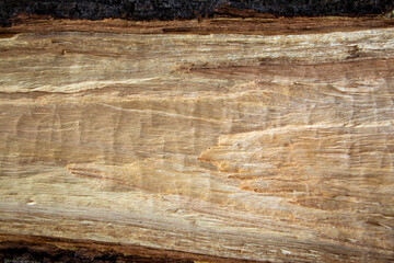 wood trunks texture background for carving