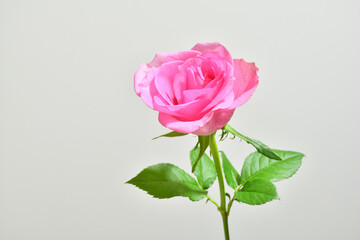Pink rose on a white background