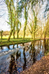 Obraz premium Landschaft mit fliegenden Gänsen und Spiegelung von Bäumen in einem Teich im Winter