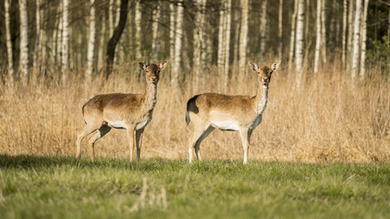 OLYMPUS DIGITAL CAMERA © KrzysztofAleksander