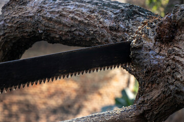Close-up of woodcutter sawing chain saw in motion, bring down trees concept