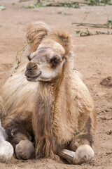 Bactrian Camel (Camelus bactrianus)