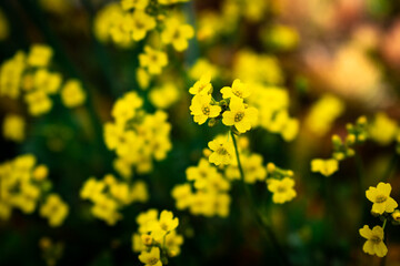 Close up of blooming yellow alyssum flowers in someone's balcony signaling spring