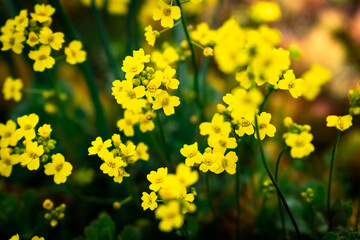 Obraz premium Close up of blooming yellow alyssum flowers in someone's balcony signaling spring