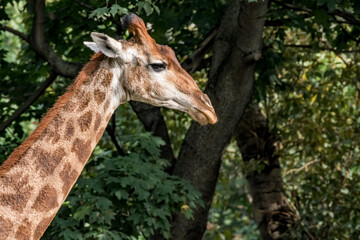Giraffe (Giraffa camelopardalis)