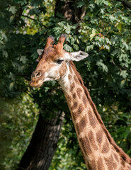 Giraffe (Giraffa camelopardalis)